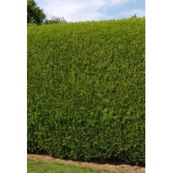 THUJA PLICATA ATROVIRENS