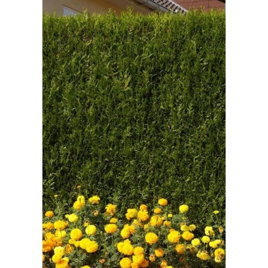 THUJA PLICATA ATROVIRENS