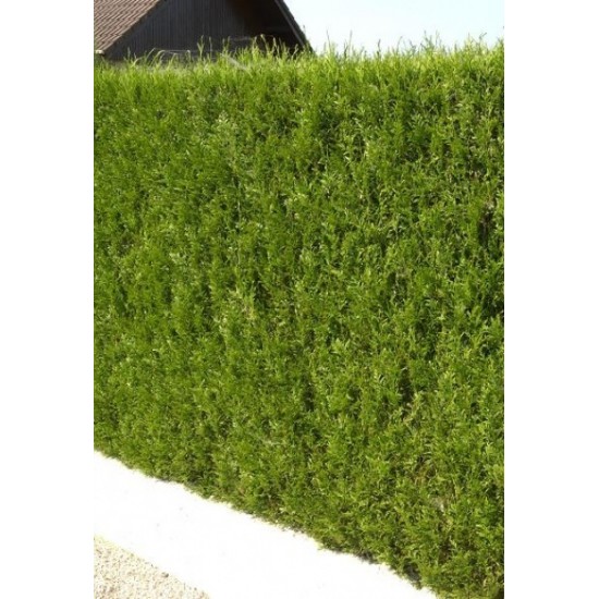 THUJA PLICATA ATROVIRENS