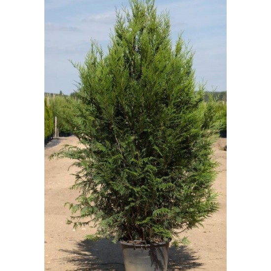 THUJA PLICATA ATROVIRENS