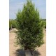 THUJA PLICATA ATROVIRENS