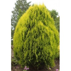 THUJA ORIENTALIS AUREA NANA