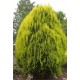THUJA ORIENTALIS AUREA NANA