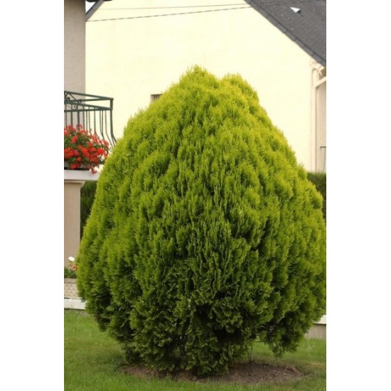 THUJA ORIENTALIS AUREA NANA