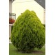 THUJA ORIENTALIS AUREA NANA