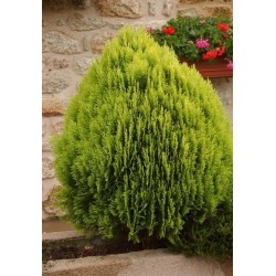 THUJA ORIENTALIS AUREA NANA