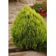 THUJA ORIENTALIS AUREA NANA