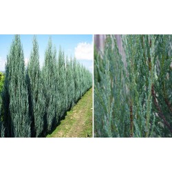 JUNIPERUS VIRGINIANA BLUE ARROW