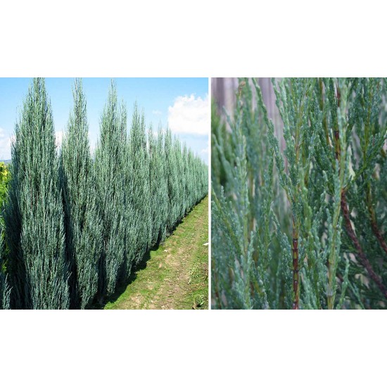 JUNIPERUS VIRGINIANA BLUE ARROW