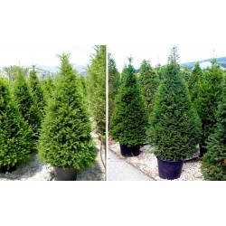 TAXUS BACCATA