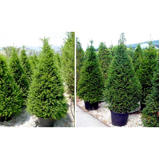 TAXUS BACCATA
