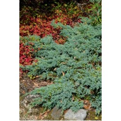 JUNIPERUS SQUAMATA BLUE CARPET