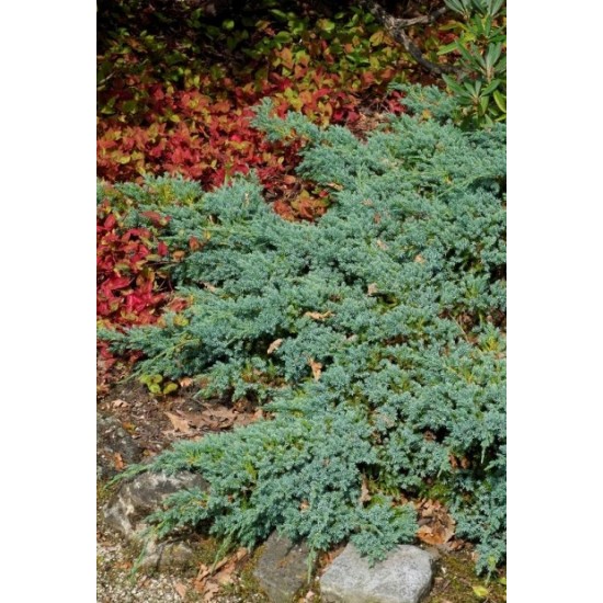 JUNIPERUS SQUAMATA BLUE CARPET
