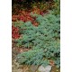JUNIPERUS SQUAMATA BLUE CARPET