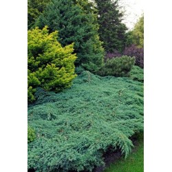 JUNIPERUS SQUAMATA BLUE CARPET