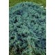 JUNIPERUS SQUAMATA BLUE CARPET