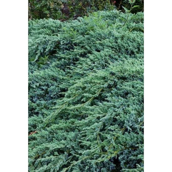 JUNIPERUS SQUAMATA BLUE CARPET