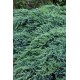 JUNIPERUS SQUAMATA BLUE CARPET