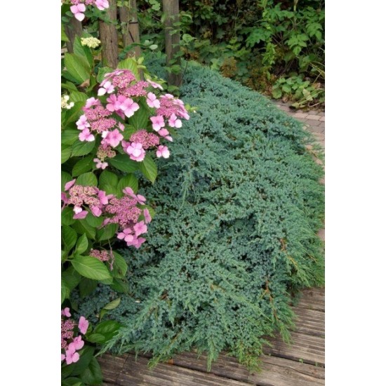 JUNIPERUS SQUAMATA BLUE CARPET