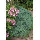 JUNIPERUS SQUAMATA BLUE CARPET