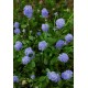 CEANOTHUS SKYLARK