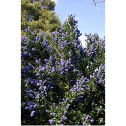 CEANOTHUS SKYLARK 