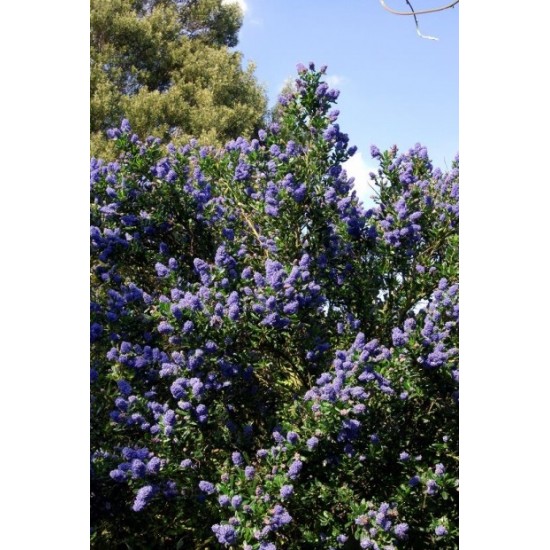 CEANOTHUS SKYLARK