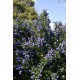CEANOTHUS SKYLARK