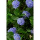 CEANOTHUS SKYLARK