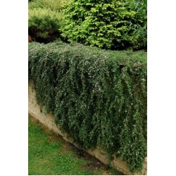 COTONEASTER DAMMERI