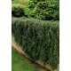 COTONEASTER DAMMERI