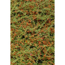 COTONEASTER DAMMERI