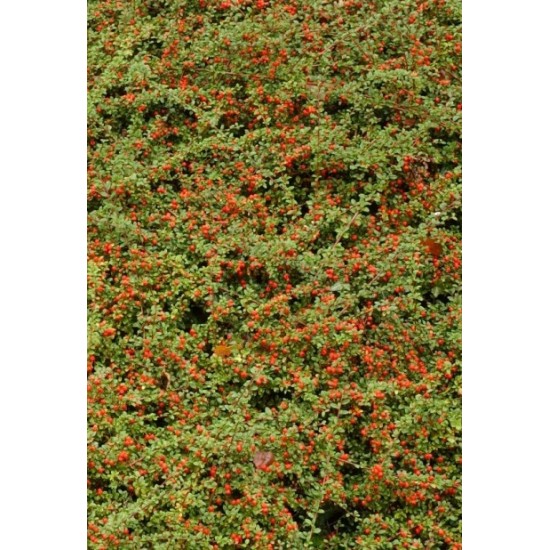 COTONEASTER DAMMERI