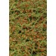 COTONEASTER DAMMERI