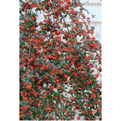 COTONEASTER FRANCHETII