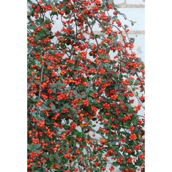 COTONEASTER FRANCHETII