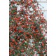 COTONEASTER FRANCHETII