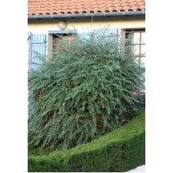 COTONEASTER FRANCHETII