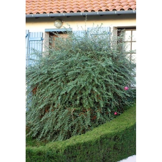 COTONEASTER FRANCHETII