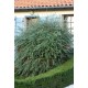 COTONEASTER FRANCHETII