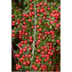 COTONEASTER HORIZONTALIS