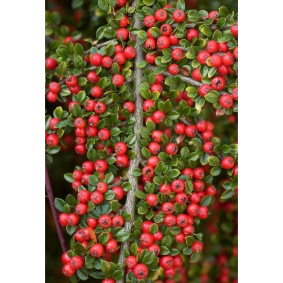 COTONEASTER HORIZONTALIS