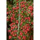 COTONEASTER HORIZONTALIS