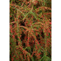 COTONEASTER HORIZONTALIS