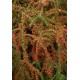COTONEASTER HORIZONTALIS