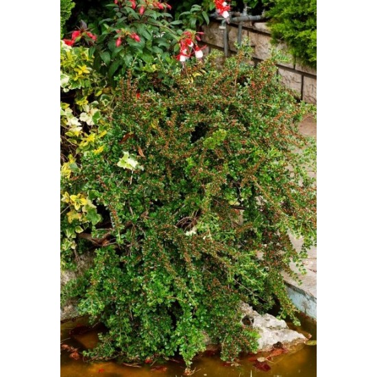 COTONEASTER HORIZONTALIS