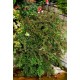 COTONEASTER HORIZONTALIS