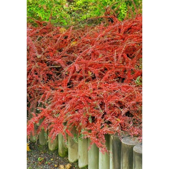 COTONEASTER HORIZONTALIS