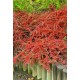 COTONEASTER HORIZONTALIS