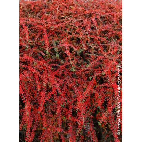 COTONEASTER HORIZONTALIS
